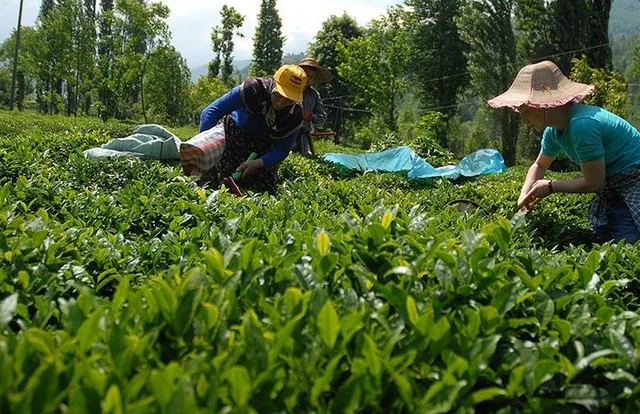 Artvin çay bahçeleri — Arhavi Hopa çay tarımı
