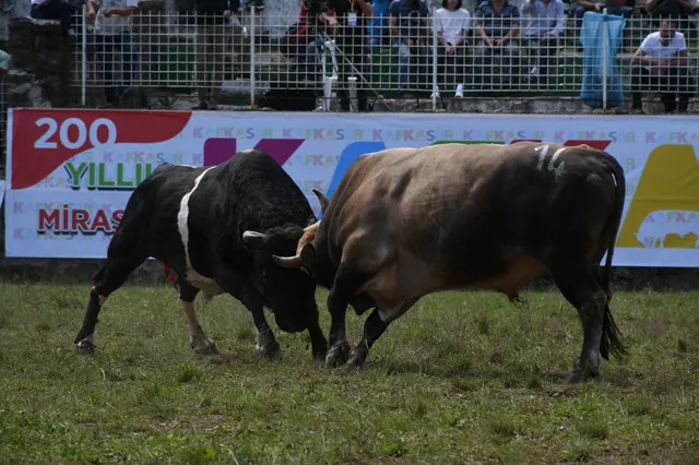 Artvin Boğa Güreşleri festival