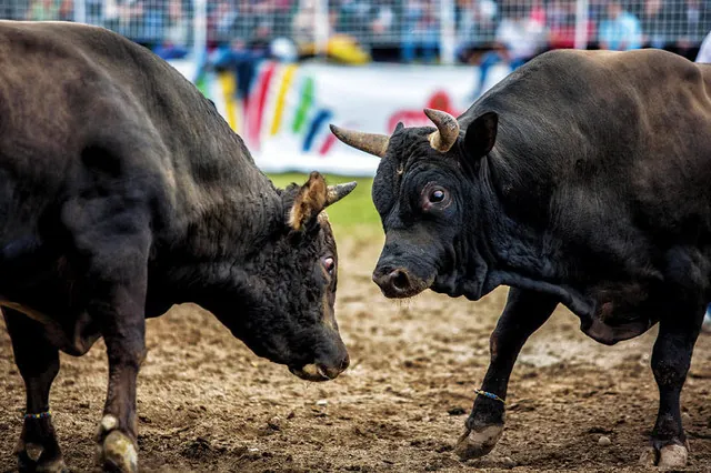 Artvin Kafkasör Boğa Güreşleri Festivali
